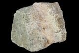 Triceratops Bone Fragment (Centrum) - Montana #102415-1